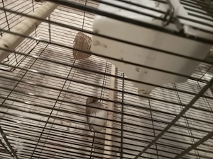 1 Pärchen  Chloster Kanarien Vögel 