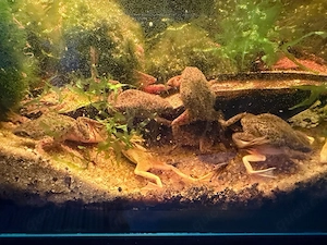 Zwergkrallenfrösche hell oder dunkel