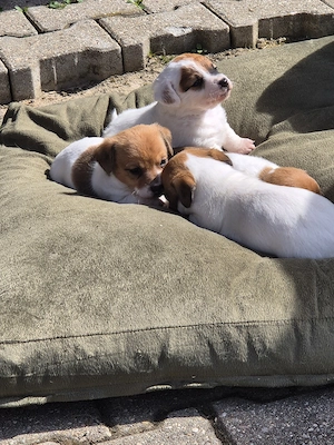 2 Rüden und 1 Hündin suchen noch passendes Zuhause  Bild 5