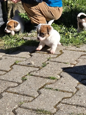 2 Rüden und 1 Hündin suchen noch passendes Zuhause  Bild 6