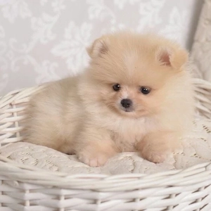 Pomeranian spitz welpen