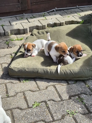 2 Rüden und 1 Hündin suchen noch passendes Zuhause  Bild 4