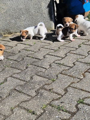 2 Rüden und 1 Hündin suchen noch passendes Zuhause  Bild 7