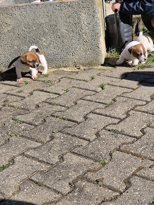 2 Rüden und 1 Hündin suchen noch passendes Zuhause  Bild 8