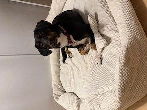 Liebevolle Hündin sucht für immer zuhause 