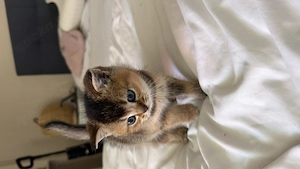 süße verspielte Katzen Kitten abzugeben 