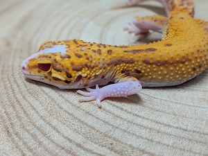 Sunfire Radar Weibchen NZ 2025