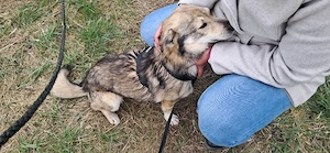 Verschmuster Teddy(38 cm,10 kg,3 J.) sucht liebevolles Zuhause 