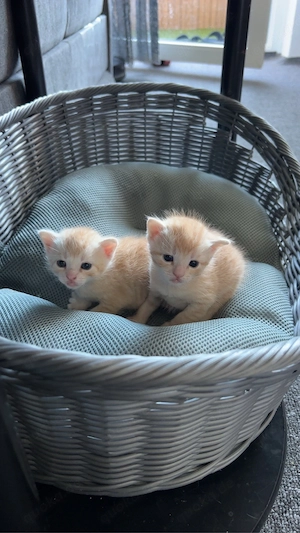 Katze mit 2 Kitten (m) sucht liebevolles Zuhause Bild 4