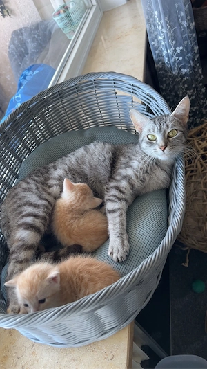 Katze mit 2 Kitten sucht liebevolles Zuhause
