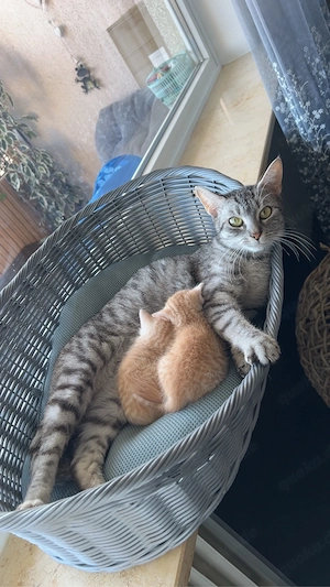 Katze mit 2 Kitten (m) sucht liebevolles Zuhause Bild 5