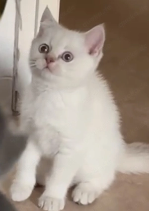 Britsch Kurzhaar Zu verkaufen