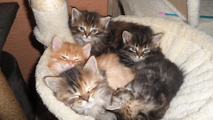 Abgabe Kitten frühestens zum 22.05.26 aus einem Absoluten Privaten Haushalt ohne Züchter Ambitionen