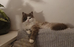 Kater sucht ein neues zu zuhause
