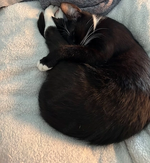 suche ein neues Zuhause 