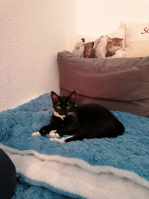 suche ein neues Zuhause 