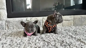 Wunderschöne Französische Bulldoggenwelpen