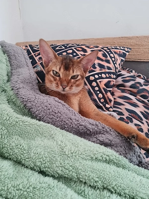 Zwei Abessinier Mädchen - verschmust und menschenbezogen