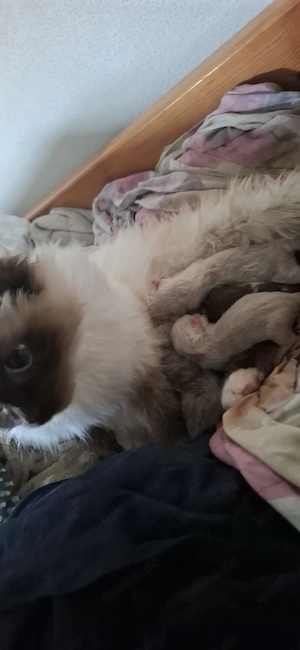 Heilige Birma Kätzchen Bild 2