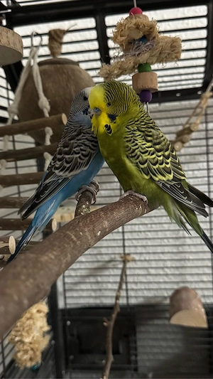 Wellensittich Pärchen