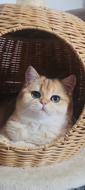 bkh britisch Kurzhaar Gold Katze