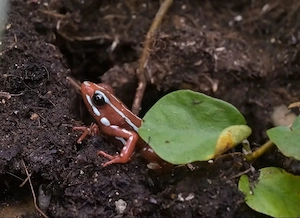  Biete Pfeilgiftfrösche Zuchtpaar Epipedobates anthonyi DNZ - 9 Monate 