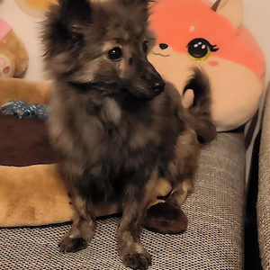 Mittelspitz Hündin Welpe 