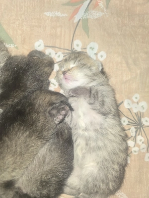 zauberhafter flauschiger  baby schmuse Katerchen 