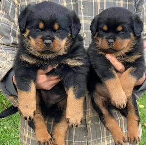15 Wochen alte Rottweilerwelpen