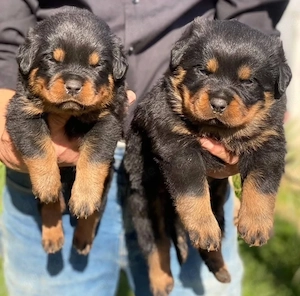 kräftige Rottweilerwelpen