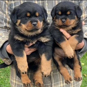 15 Wochen alte Rottweilerwelpen