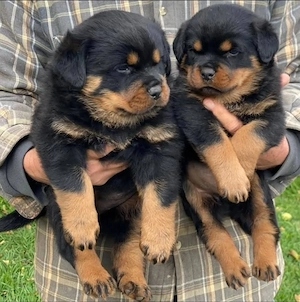 Registrierte Rottweilerwelpen abzugeben
