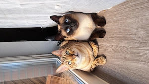 Bengal und Siam katze suchen Zuhausw