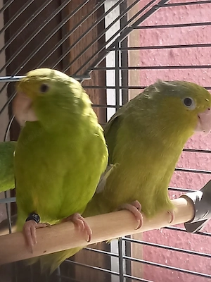 Grünbürzelsperlingspapageien Weibchen