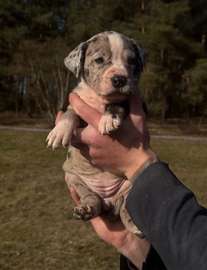 Wunderschöne Bully-Welpen zum Verkauf - Blaue Augen & Merle-Mantel