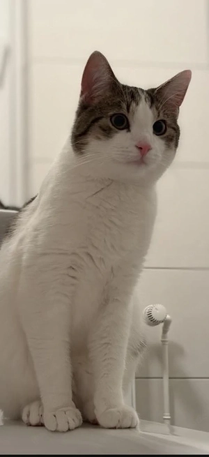 Junger Kater sucht ein neues Zuhause