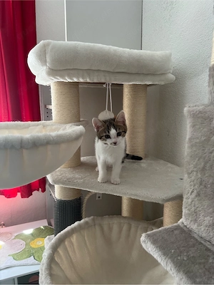 BKH-Bengal mix Katzen Babys geimpft ,mehrfach entwurmt ,mit starter Paket