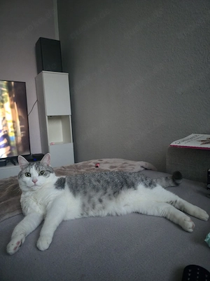 BKH EKH Mix Weiblein