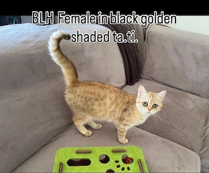 Abgabebereit!BKH BLH Kitten mit Stammbaum