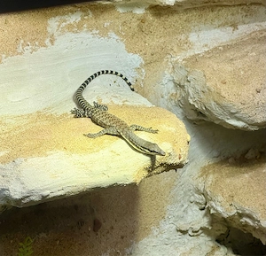 Varanus Glauerti ink Terrarium