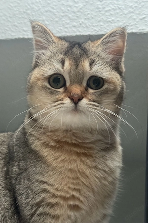 Süße Britisch Kurzhaar Katze Bild 2