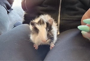 meerschweinchen baby (Männchen)