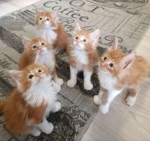 Entzückende Maincoon-Kätzchen zur Adoption und Umsetzung verfügbar