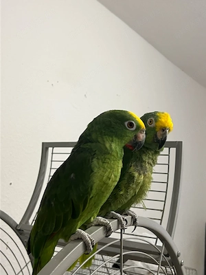 Traum zucht paar 650  