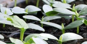 Zucchini - und Kürbispflanzen 