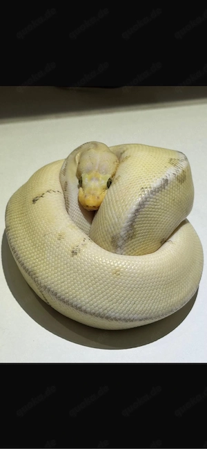 Königspython Killer Bee Clown