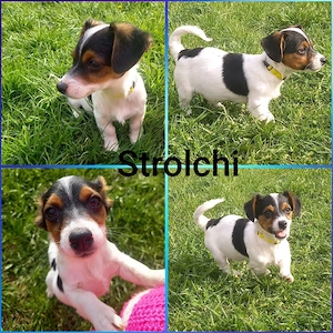 jackrussel-Pinscher rüde welpe