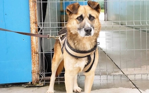 Halvar sucht eine ruhiges Zuhause