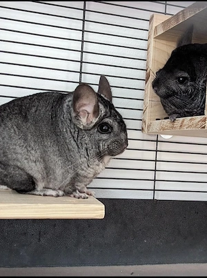 Chinchilla-Duo sucht wegen Umzug neues Revier