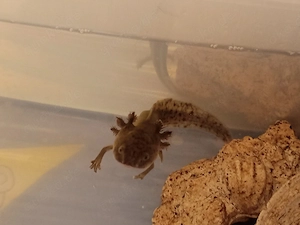 AXOLOTL abzugeben 